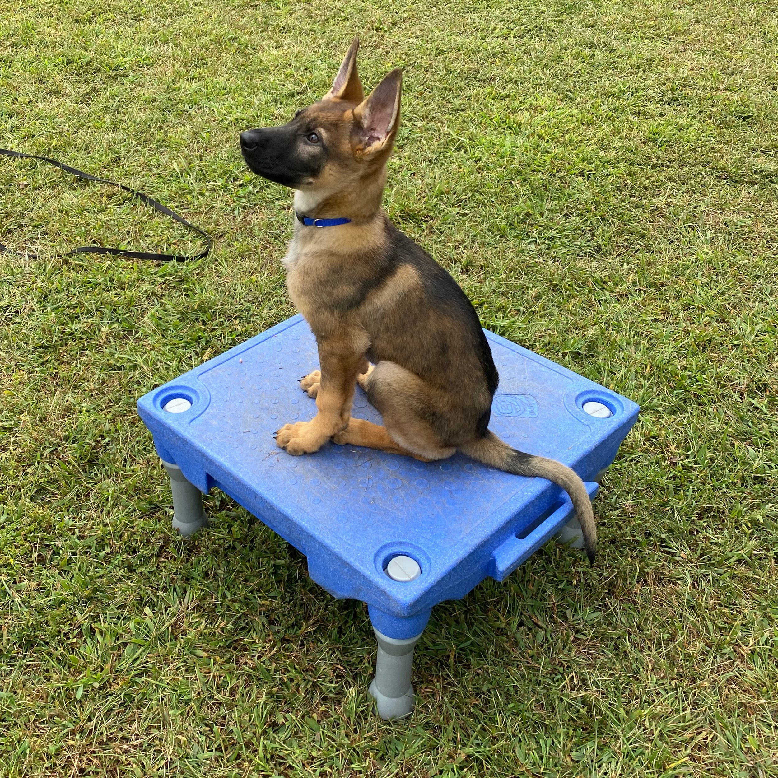 GSD Pup Doing Basic Obedience Dog Training for Voorhees, NJ