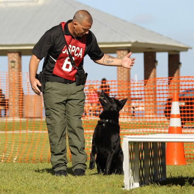 Advance Obedience Training for Cherry Hill, NJ